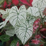 Green & White Caladium