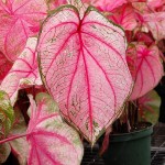 Pink & Green Caladium