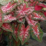 Red, Pink & Green Caladium