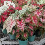 Caladiums