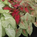 Caladiums