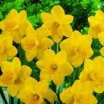 Daffodils