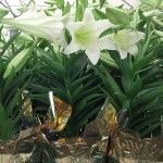 Easter Lilies