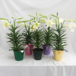 6" Easter Lilies with Pot Cover Options