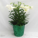 10" Easter Lilies with Metallic Green Pot Cover