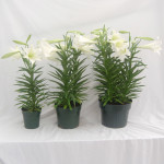 6", 8" & 10" Easter Lilies