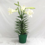 6" Easter Lily with Metallic Green Pot Cover