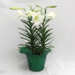 8" Easter Lilies with Metallic Green Pot Cover