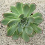 Echeveria Deranosa