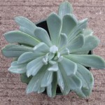 Echeveria Grey Red