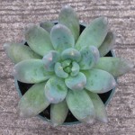 Echeveria Tolimanesis Haagai