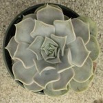 Echeveria Lilicina