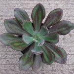 Echeveria Nodulosa