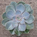 Echeveria Perle Von Nurnberg