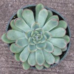 Echeveria Pulidonis