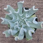 Echeveria Topsy Turvy (Ruyoni)