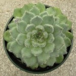 Echeveria Setosa Diminuta