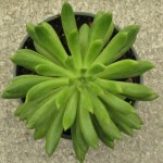 Echeveria Spruce Oliver