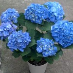 8" Blue Hydrangea