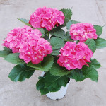 8" Pink Hydrangea