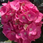 Pink Hydrangea Blossom