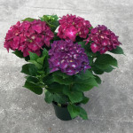 6.5" Purple Hydrangea