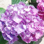 Purple Hydrangea Blossom