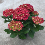 6.5" Red Hydrangea