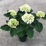 6.5" White Hydrangea