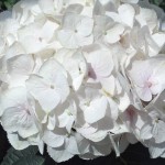 White Hydrangea Blossom