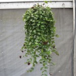 Mona Lisa Lipstick Hanging Basket