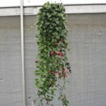 Mona Lisa Lipstick Hanging Basket