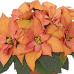 Autumn Leaves Poinsettia