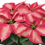 Ice Crystal Poinsettia