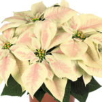 Marble Poinsettia