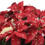 New Glitter Poinsettia