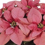 Pink Poinsettia