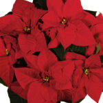 Red Poinsettia