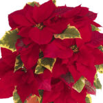 Tapestry Poinsettia