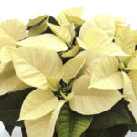 White Poinsettia