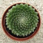 Sempervivum Cobweb Button