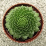 Sempervivum Green Wheel