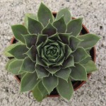 Sempervivum Lavender (Old Lace)