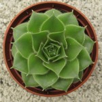 Sempervivum Moss Rose (Krebs)