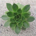 Sempervivum Pluto