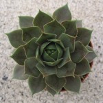 Sempervivum Silverine