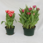 6" & 8" Tulips