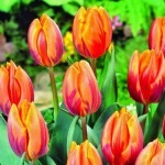 Orange Tulips