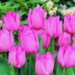 Pink Tulips