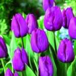 Purple Tulips